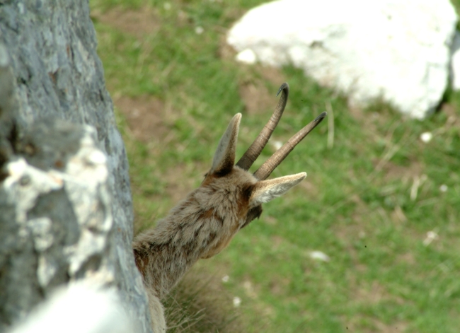 Camoscio d''Abruzzo Rupicapra pyrenaica ornata